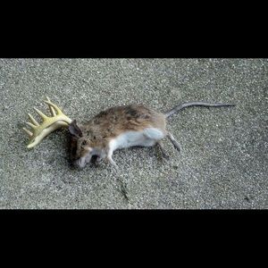 Meet your Posher, Daryl